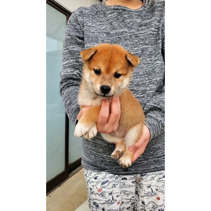 販売中の大阪府の柴犬-406782の2枚目
